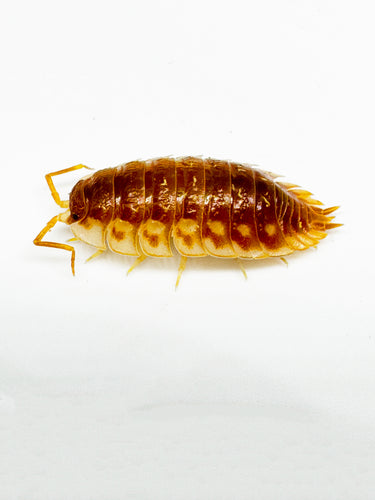 Oniscus Asellus